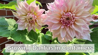 Growing Dahlias in Containers  How I Stopped Killing My Dahlias [upl. by Burdelle]