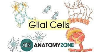 Glial Cells  Neuroanatomy Basics  Anatomy Tutorial [upl. by Shermy]