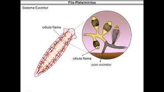 Platelmintos [upl. by Giamo]