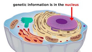 Eukaryotic Cells Part 1 Animal Cells and Endosymbiotic Theory [upl. by Garfield997]