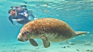 Manatee Swim Orlando [upl. by Coady248]