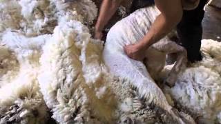 Merino sheep shearing Australia [upl. by Reivilo170]