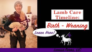 Lamb Care Timeline From Birth to Weaning [upl. by Demah738]