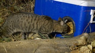 Utah Man Creates Cat Coolers to Help Feral Cats Escape Winter Cold [upl. by Ahsitaf]