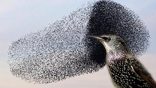 You wont believe this INCREDIBLE Starling murmuration [upl. by Araiek]