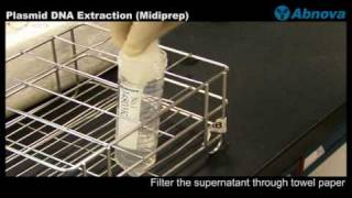 Plasmid DNA Extraction Midiprep [upl. by Ainel327]