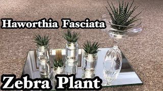 HAWORTHIA FASCIATA ZEBRA PLANT [upl. by Wawro]