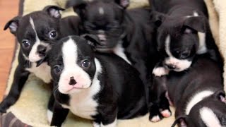 Boston Terrier Puppies  Week 5 [upl. by Ahkihs]