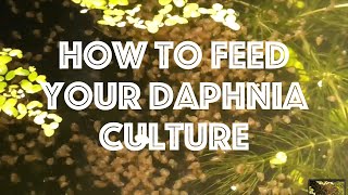 How To Feed Your Daphnia Culture [upl. by Aon]