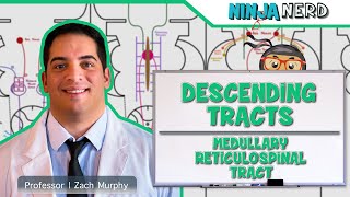 Neurology  Descending Tracts Medullary Reticulospinal Tract [upl. by Hughmanick]