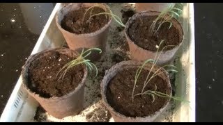 Growing Fennel From Seed to 4quot Pots [upl. by Noret]