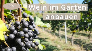 Wein anbauen Eine Weinrebe pflanzen  MDR [upl. by Ydnem]