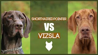 GERMAN SHORTHAIRED POINTER VS VIZSLA [upl. by Renaud]