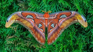 Attacus atlas moth development [upl. by Mairym]