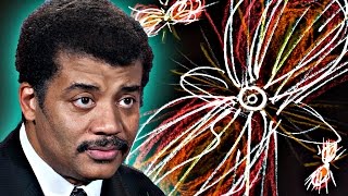 A Brief History of Everything feat Neil deGrasse Tyson [upl. by Evannia]