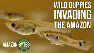 Wild guppies invading the Amazon [upl. by Aracot934]