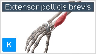 Extensor Pollicis Brevis Muscle  Origins amp Function  Anatomy  Kenhub [upl. by Driskill]