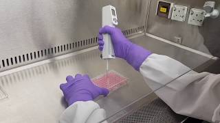 Cell proliferation and cytotoxicity assay [upl. by Ytissac]