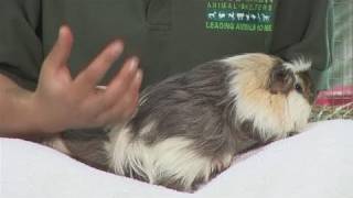 How To Breed Guinea Pigs [upl. by Bowe]