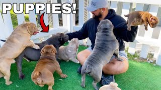 Picking Out My First Dog from Exotic Bully Puppy Farm CUTE [upl. by Hedwiga]