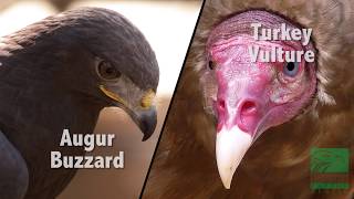 Buzzard vs Vulture Whats the Difference [upl. by Halford]