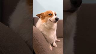 Smiling Corgi Dog Meme [upl. by Chaing601]