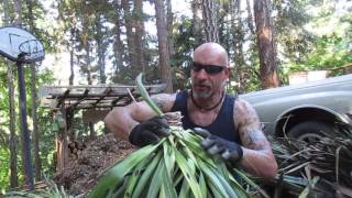 How to Propagate Yuccas from Cuttings [upl. by Talbert]