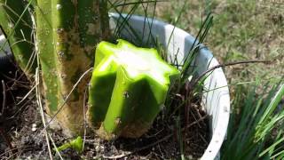 Basic how to  cactus cuttings [upl. by Andrade]