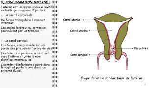 ANATOMIE FMPM UTÉRUS [upl. by Oyek]