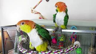 White Bellied Caique Pair [upl. by Leilani]