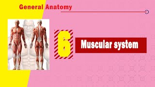 Muscular Dystrophy Medical Definition  Quick Explainer Video [upl. by Merci]