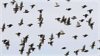 Murmurations of Starlings  Common Starling Flock [upl. by Llemrej205]