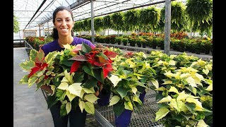 Poinsettia Care  Tips amp Tricks [upl. by Trebla]