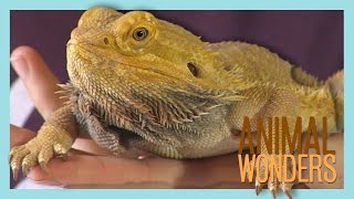 Bearded Dragons What Where How [upl. by Beeck]