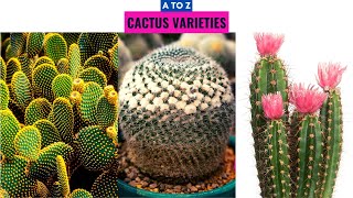 Cactus Varieties A to Z [upl. by Ragas195]