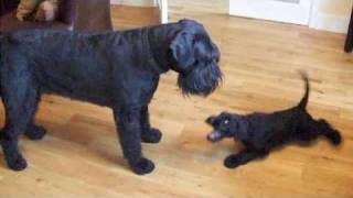 My New Giant Schnauzer Puppy Plays With Arnie [upl. by Sidnee798]