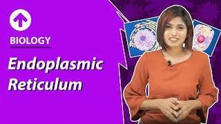 Endoplasmic Reticulum  CellStructure amp Function  Biology  Class 9 [upl. by Rekoob]