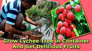 Grow Lychee tree in Container amp Get Delicious Fruits Be The CREATOR May 2018 [upl. by Ornstead]