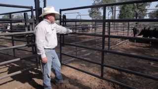 Priefert Cattle Working System Demo [upl. by Gnaoh]