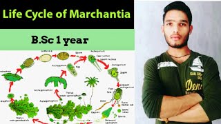 Life cycle of Marchantia  thallus structure and reproduction in Marchantia [upl. by Otila]