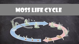 Moss Life Cycle Bryophyte  Plant Biology [upl. by Michaella]