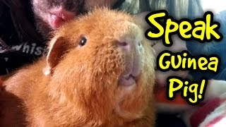 How to Speak Guinea Pig  Guinea Pig Whisperer [upl. by Sitarski]