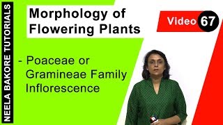 Morphology of Flowering Plants  NEET  Poaceae or Gramineae Family Inflorescence  Neela Bakore [upl. by Scevour]