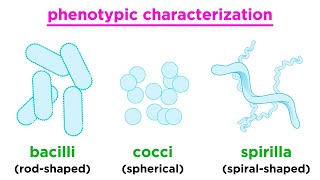 Taxonomy of Bacteria Identification and Classification [upl. by Janina]