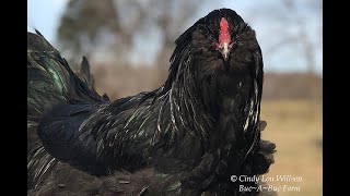 HEN or a ROOSTER How to tell Easter Egger  Ameraucana Cockerel [upl. by Yelrahs37]