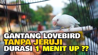 GANTANG LOVEBIRD TANPA JERUJI  DURASI 1 MENIT UP [upl. by Sorgalim]