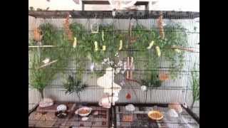 My New Indoor Finch Aviary FLight Cage [upl. by Ytsirt]