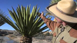 West Tex Plants Yucca [upl. by Ablem]