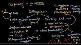 Staphylococcus pathogenesis [upl. by Fonville399]