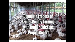 Complete Process of Broiler Poultry Farming with Broiler Chickens Project Report [upl. by Chicoine434]